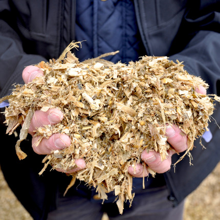 Maize in hands