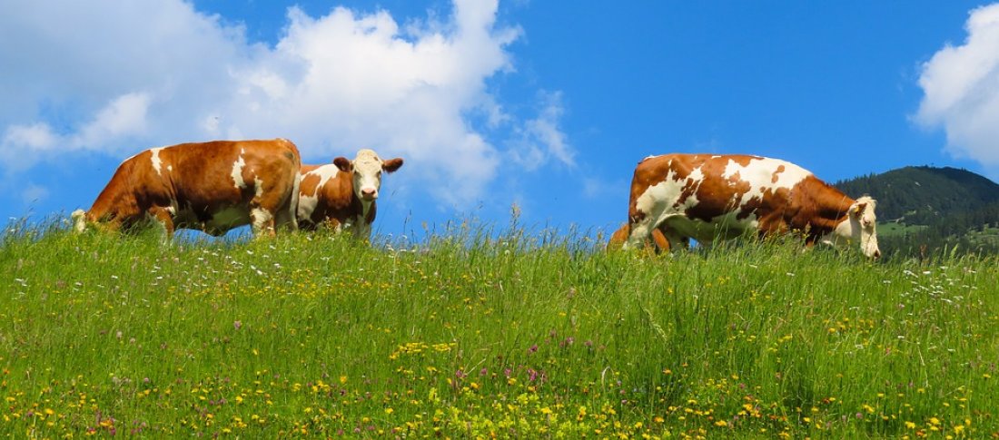 Autumn Grass Staggers How To Spot The Signs And What To Do Next