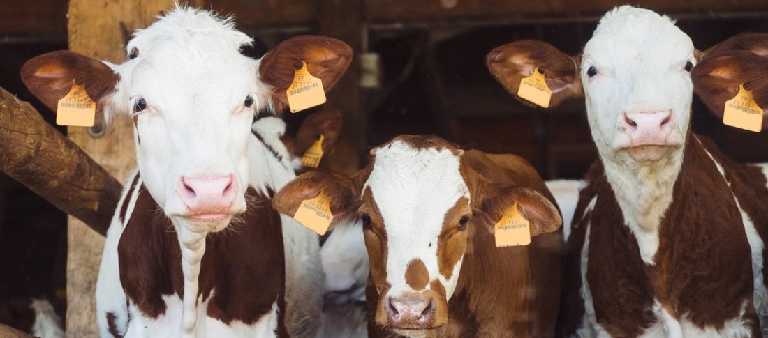 Animal food cow herd mammal bovine 177590 pxhere.com banner
