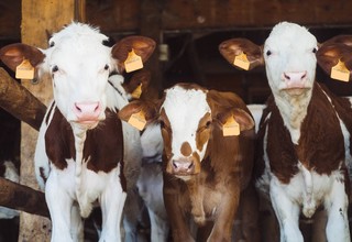 Animal food cow herd mammal bovine 177590 pxhere.com listing