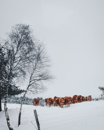 Cow in snow