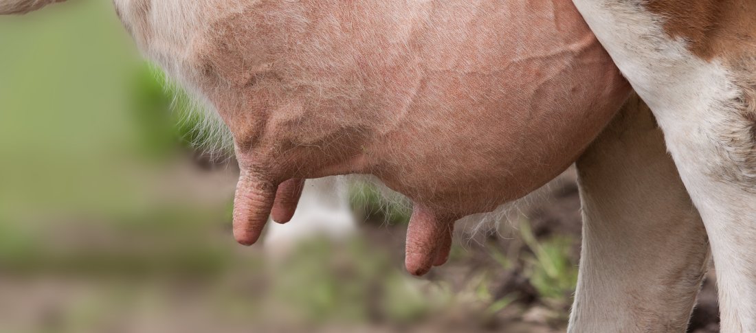 Animal wildlife pet fur cow grazing 1121368 pxhere.com banner