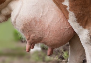 Animal wildlife pet fur cow grazing 1121368 pxhere.com listing