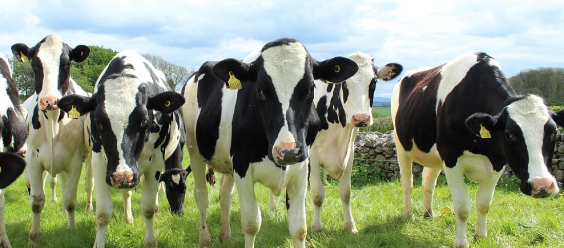 32 dairycow11 banner banner