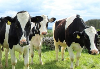 32 dairycow11 banner listing