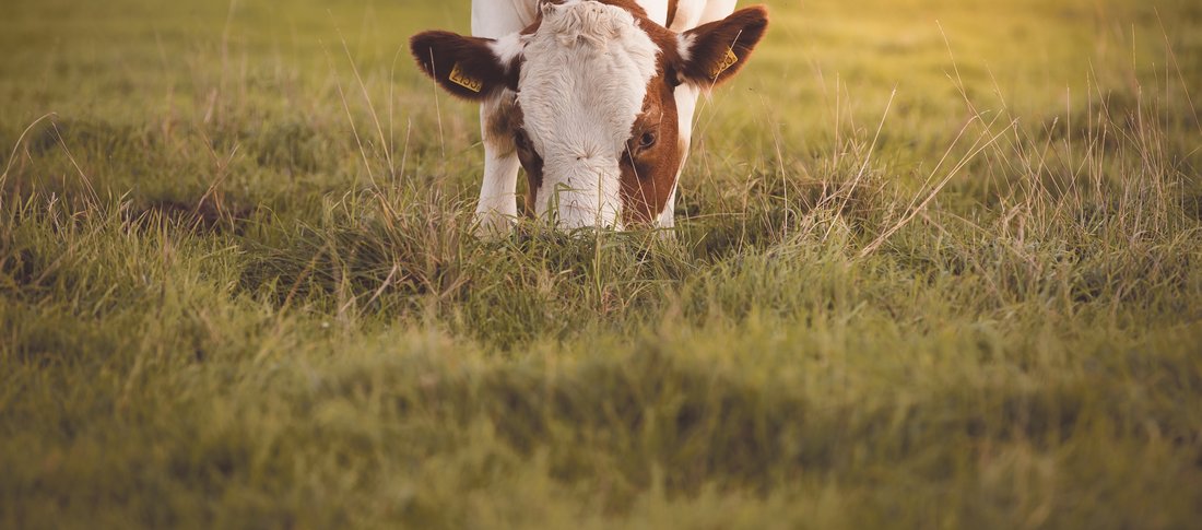 Zoe gayah jonker prfvid2wvku unsplash banner