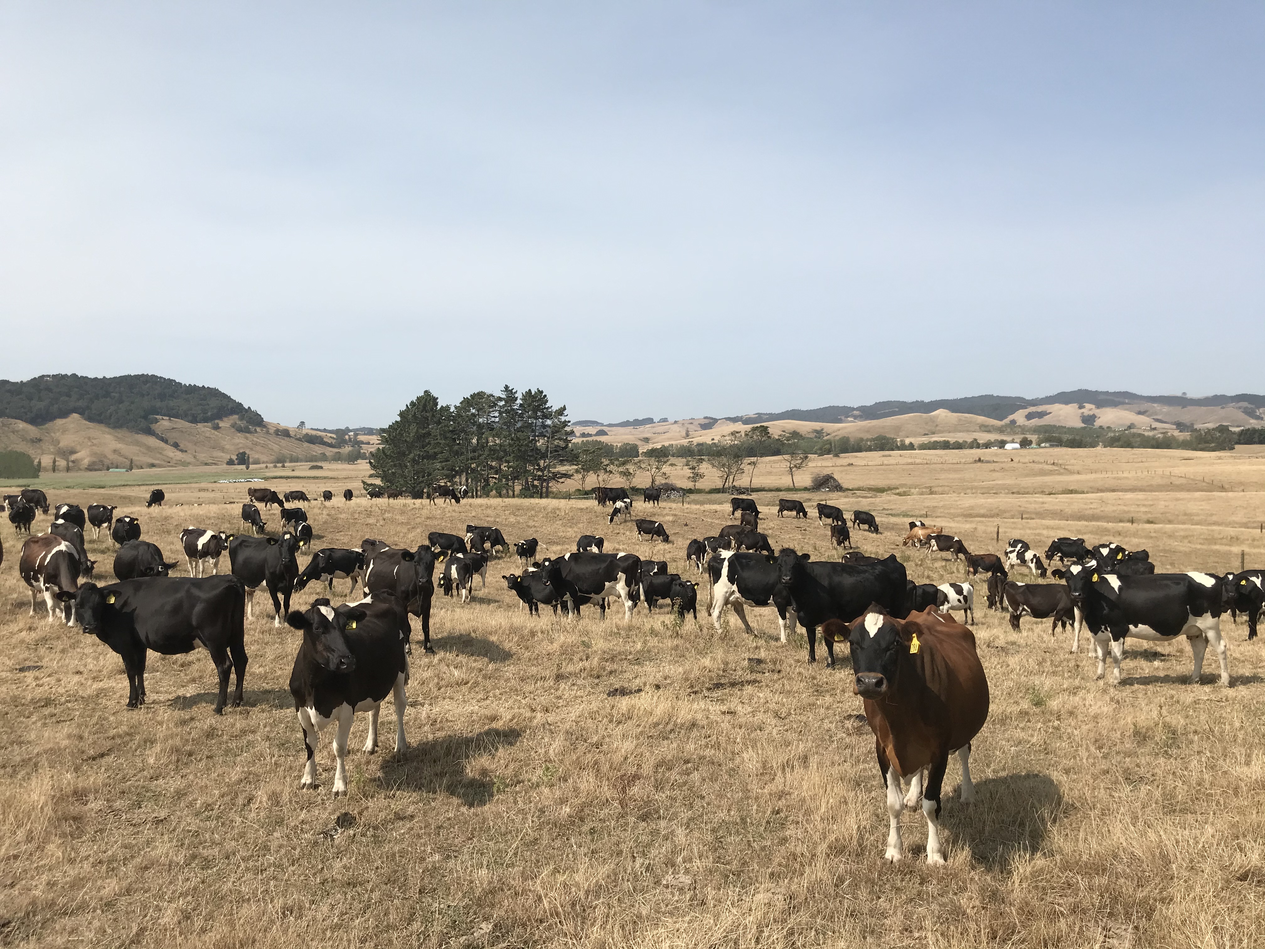Dairy cows in Aus
