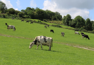 Cows grazing volac  300 listing