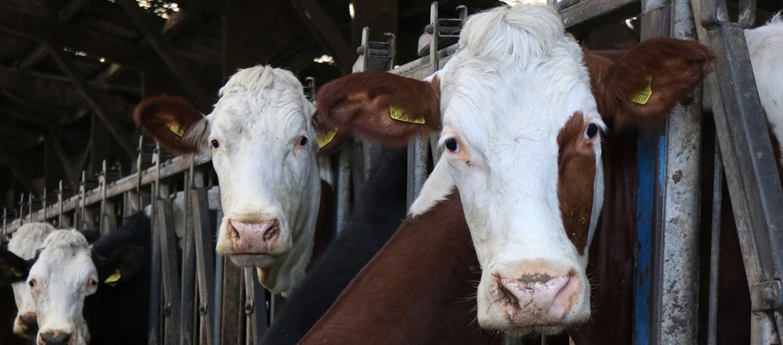 Milking cows volac wilmar feed ingredients lo res banner