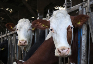 Milking cows volac wilmar feed ingredients lo res listing