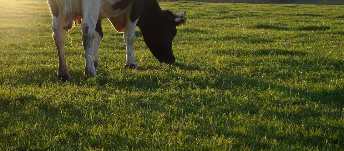 Cow 4873818 1920 banner
