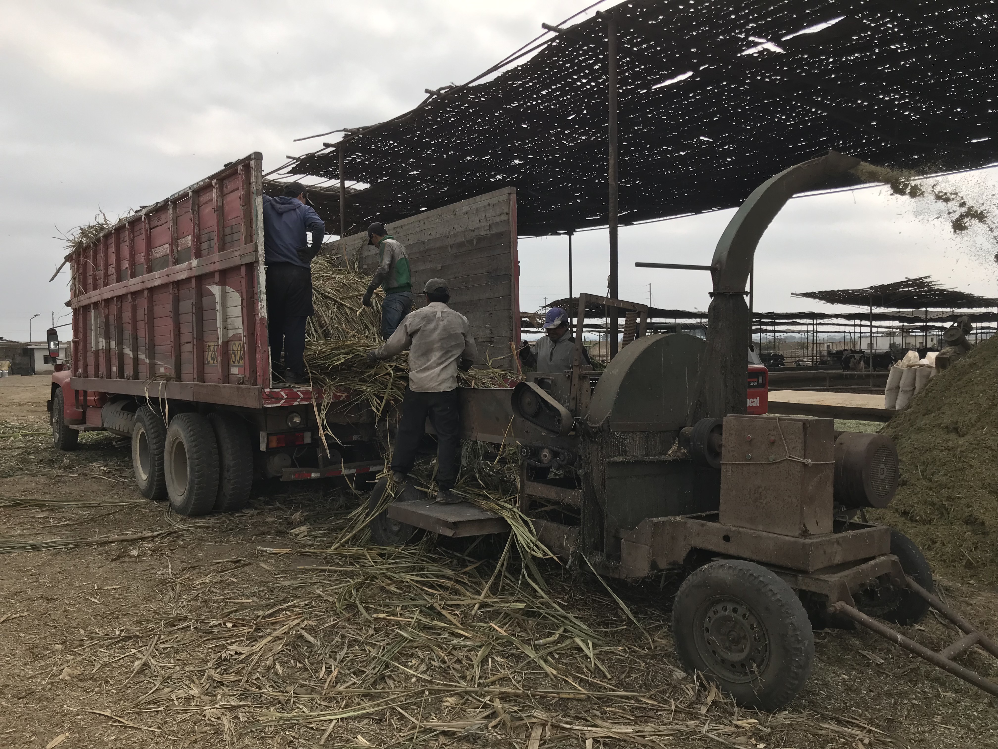 Maize plants into chopper from lorry