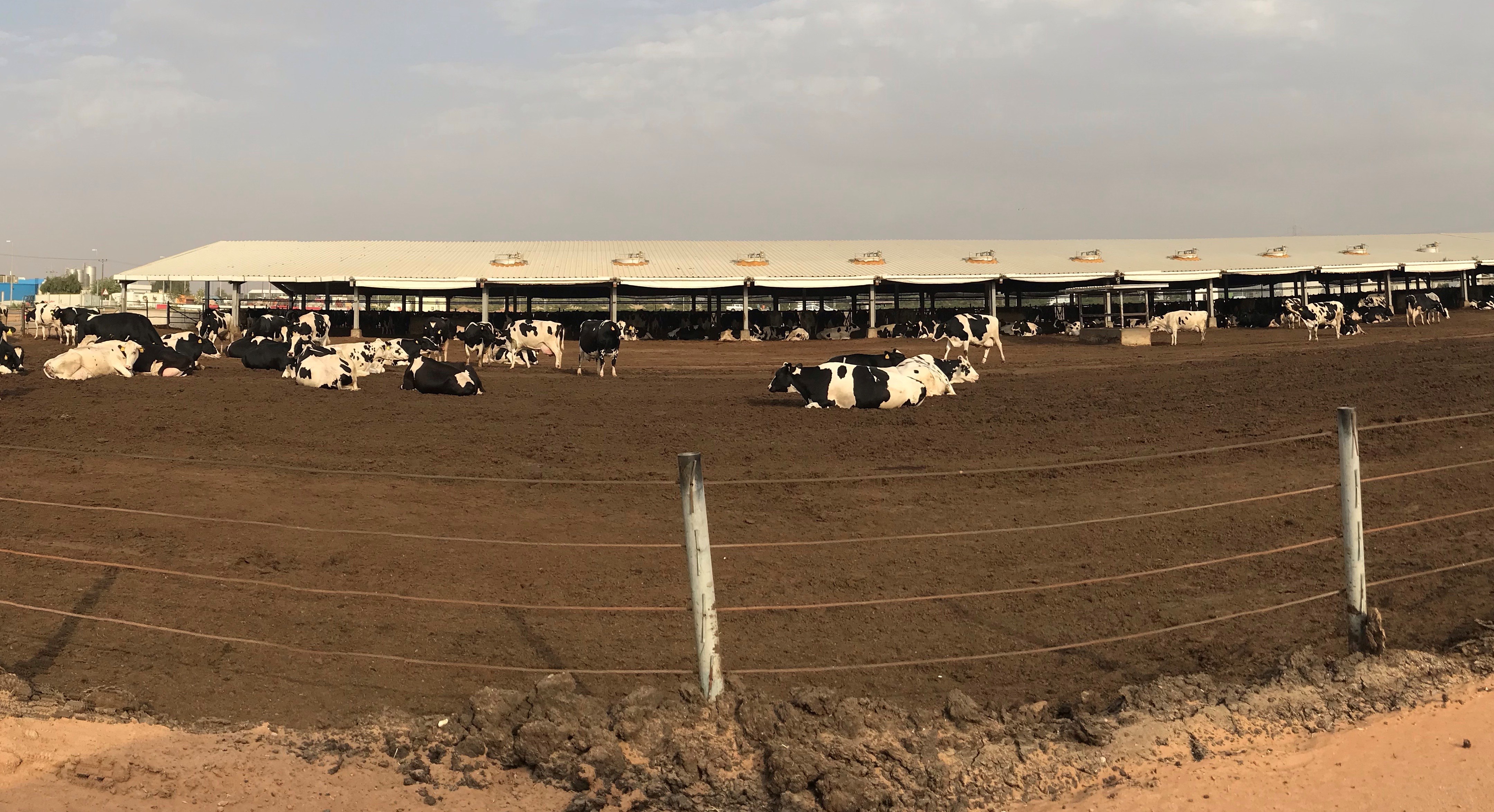 Cattle in the field 