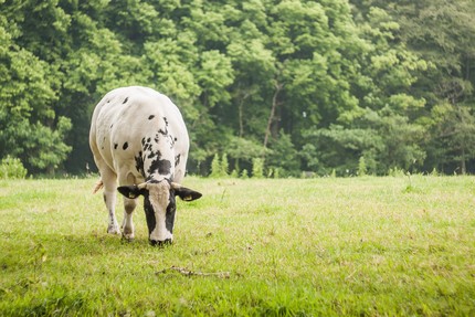 Cow feeding at grass