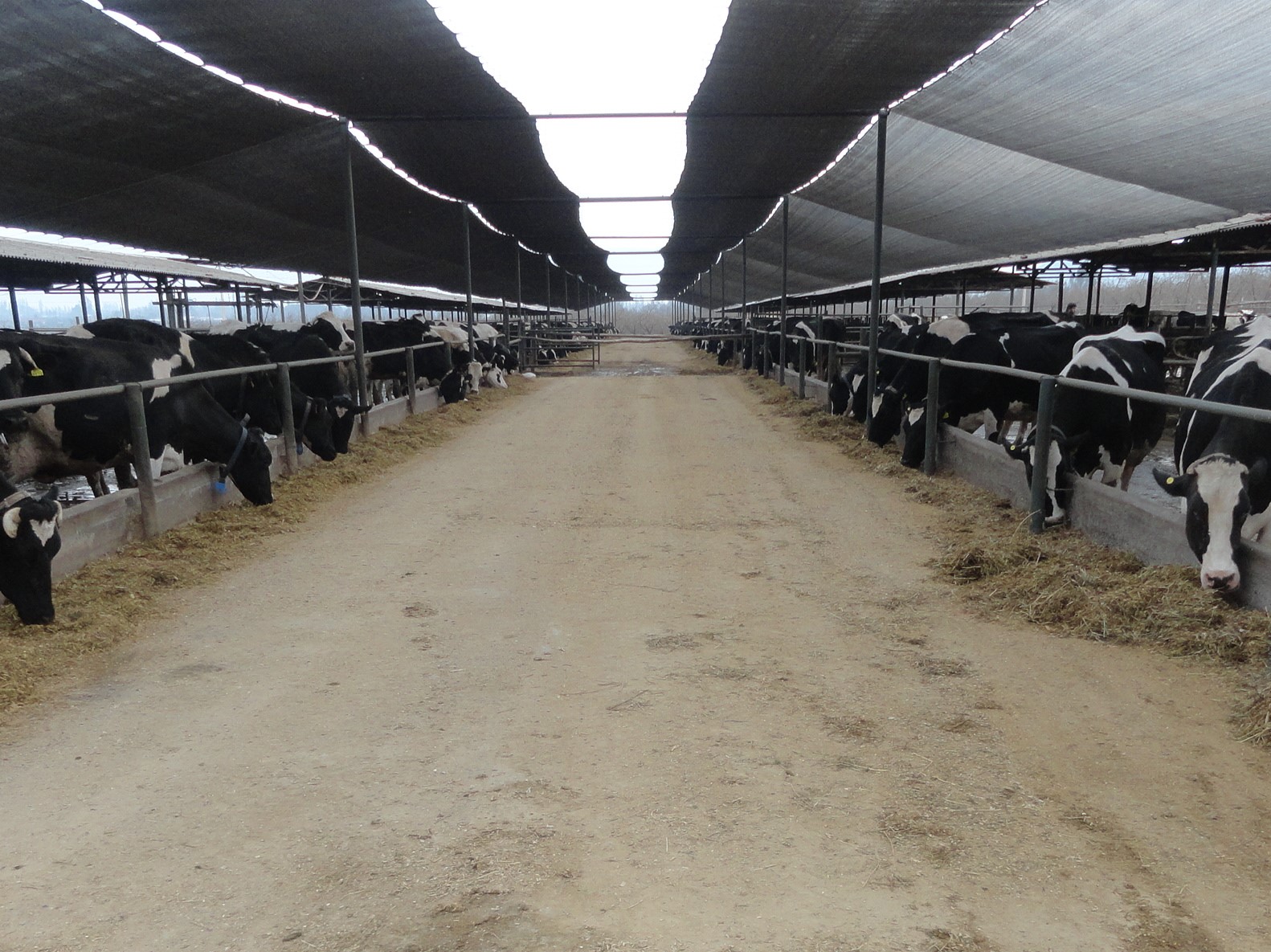 Dairy housing in Chile