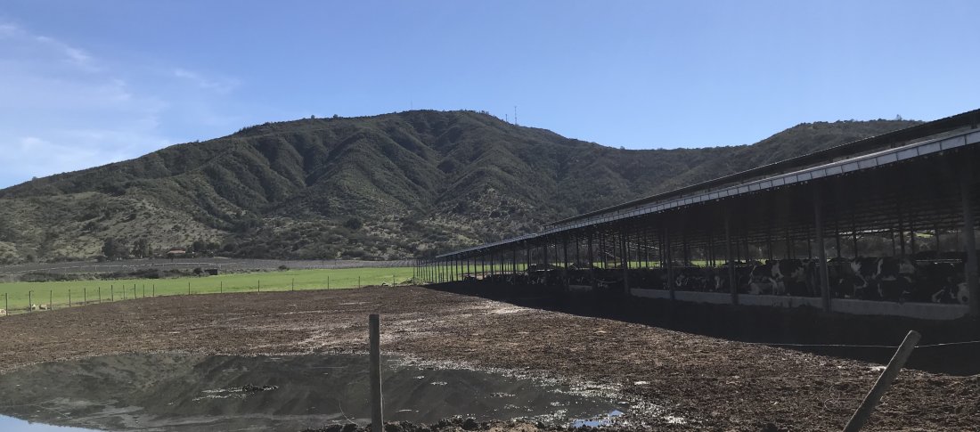 Chile farm   corral banner