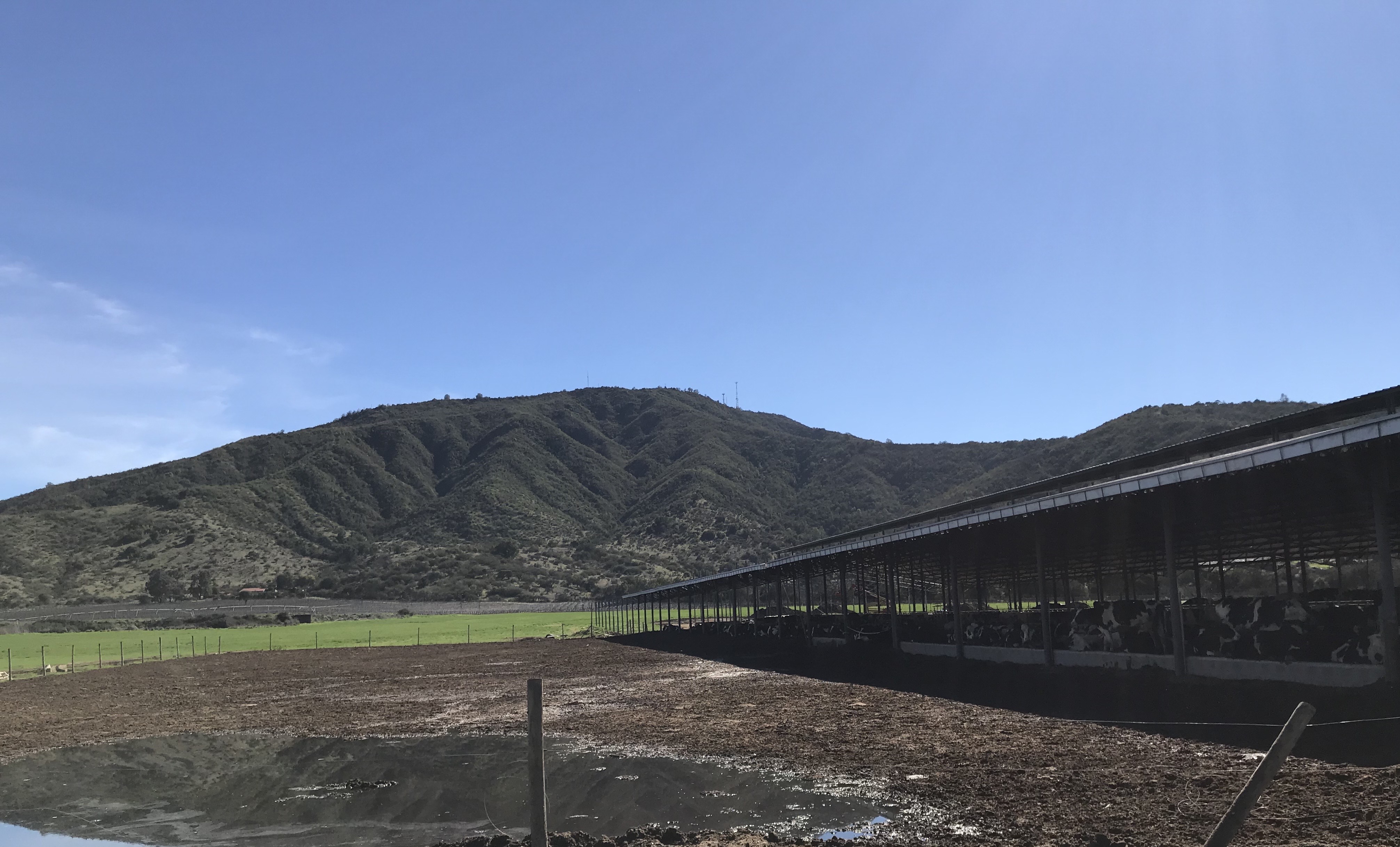 Corral at the Chile farm