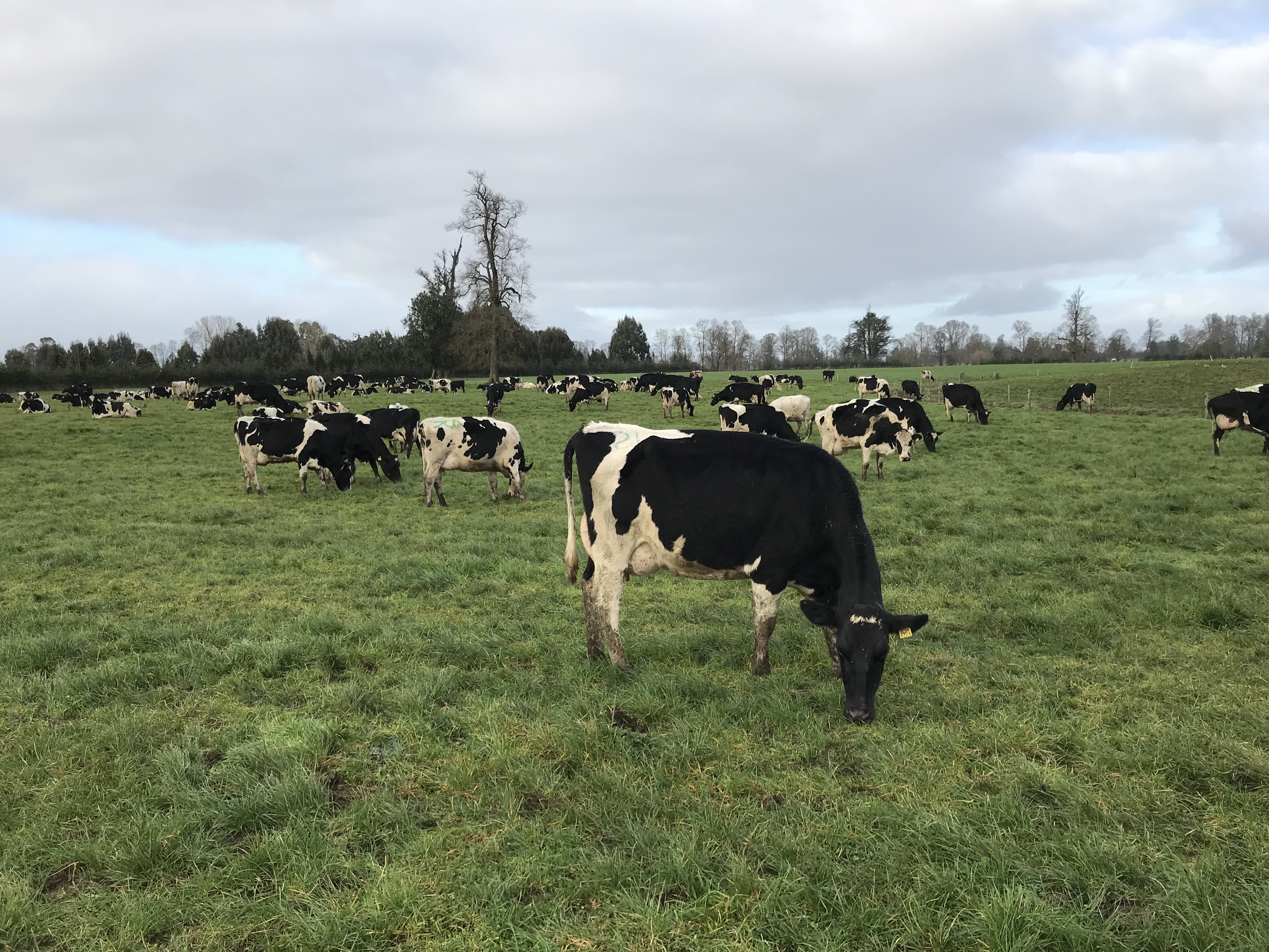 Grazing on the Chile farm