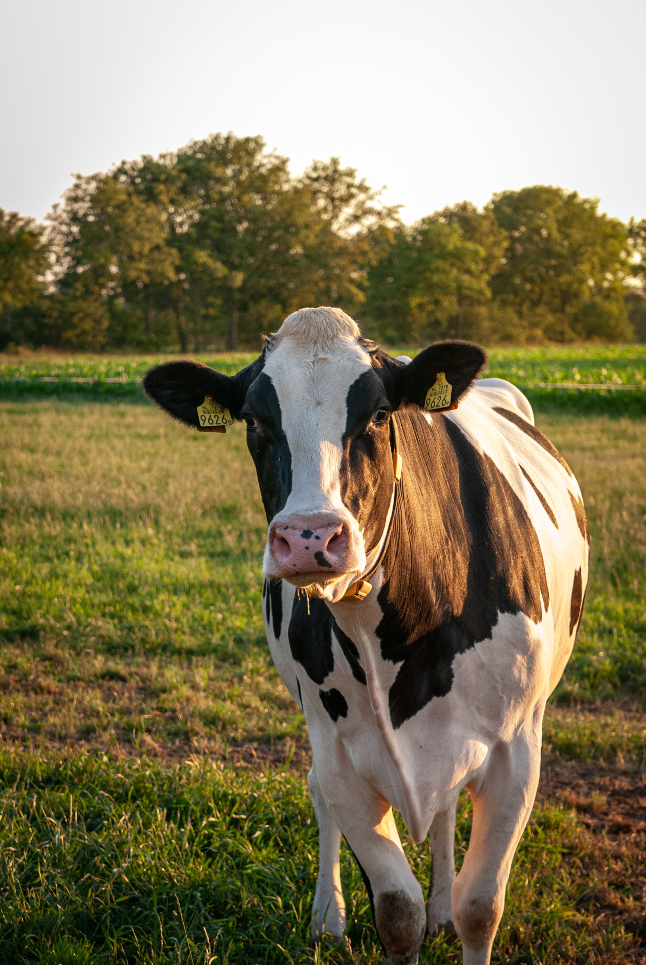 Cow in the sunset