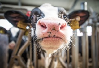 Milk cow 3455402 960 720 listing