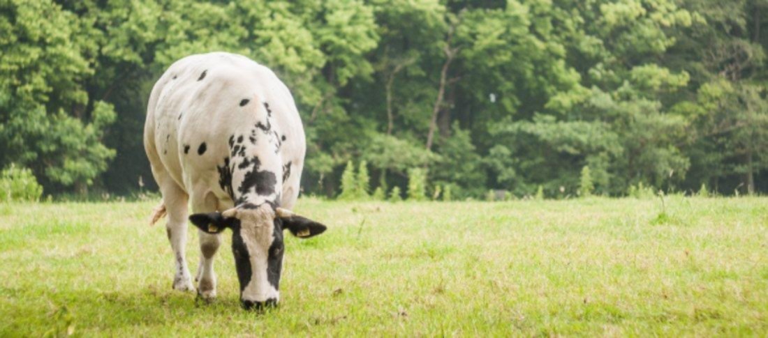 Butterfat banner banner