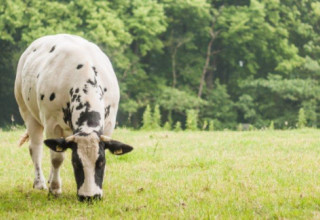 Butterfat banner listing
