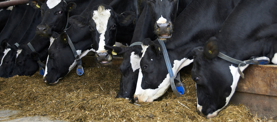 Holstein cows volac wilmar feed ingredients  300 banner