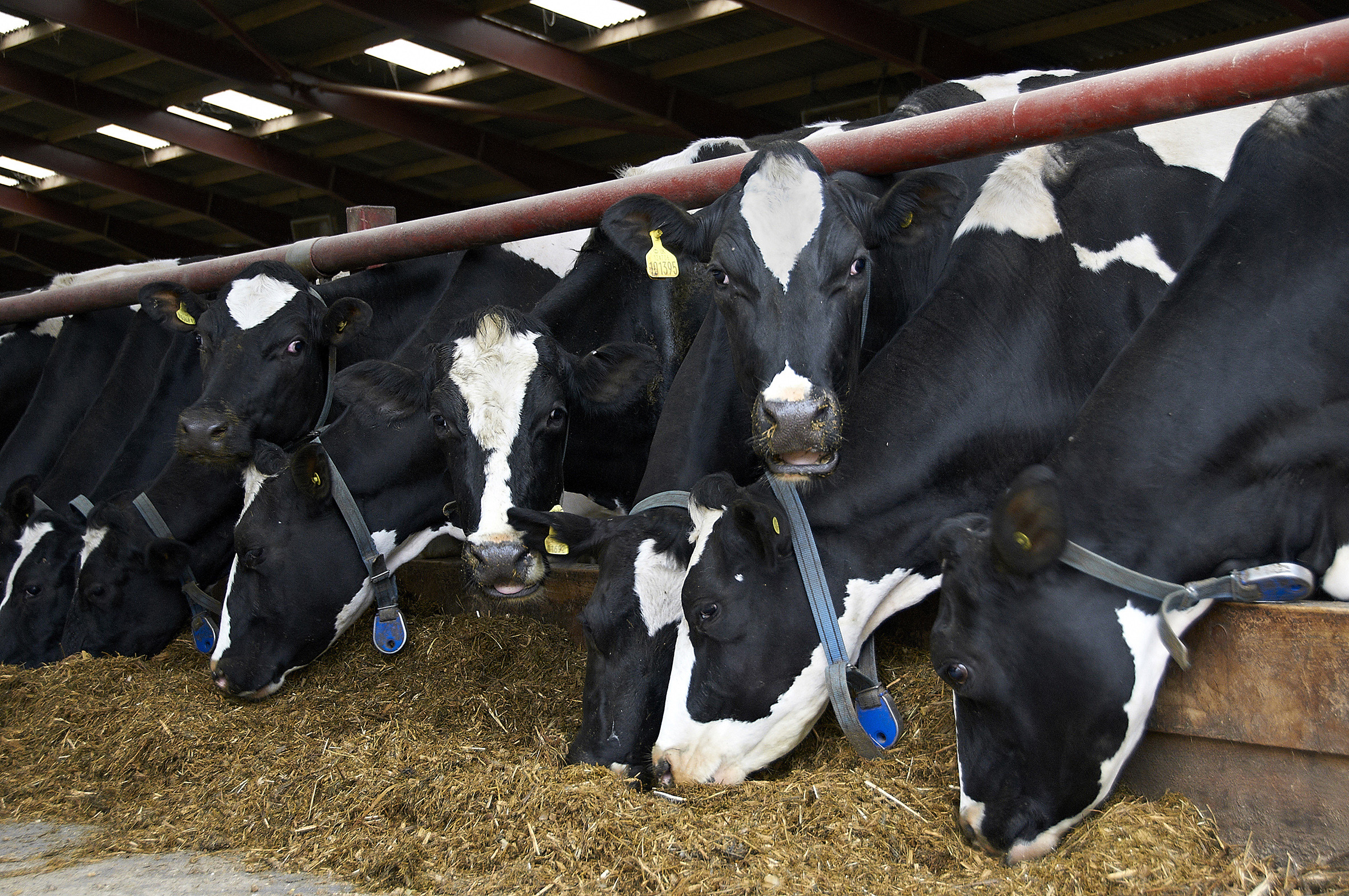 Holstein Cows