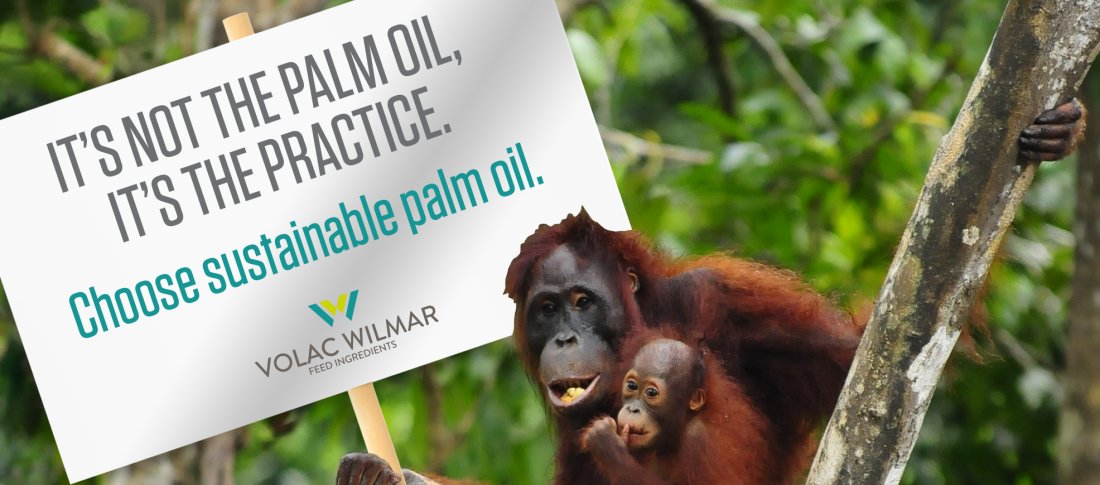 Graphis it is not the palm oil it is the practice banner
