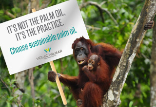 Graphis it is not the palm oil it is the practice listing