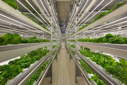 Vertical Farming 2