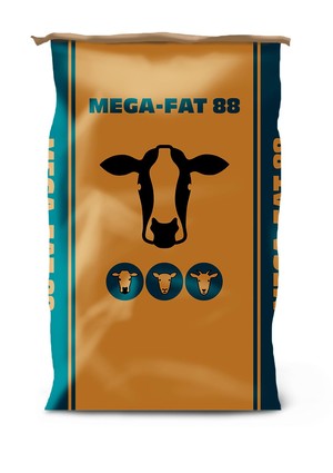 Megafat88 bag blog image