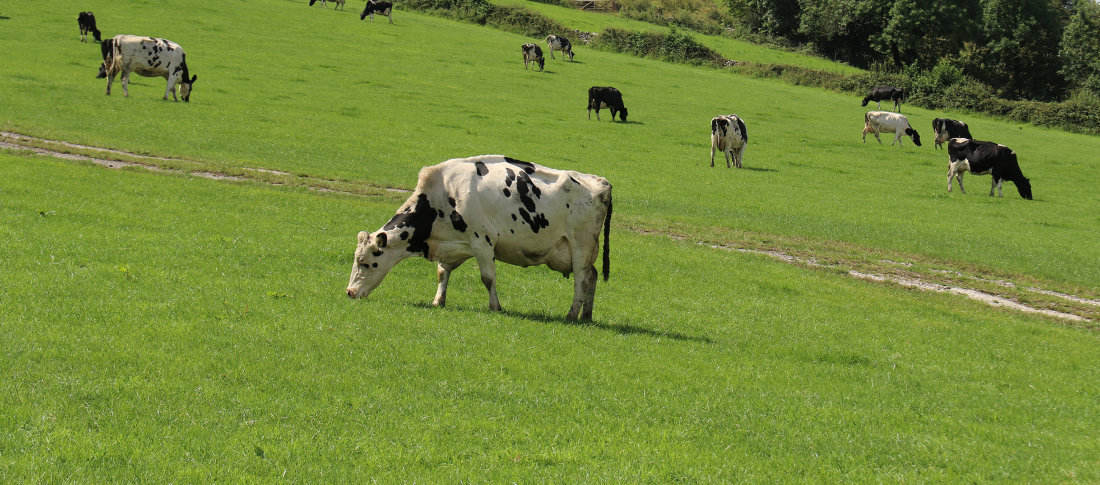 Cows grazing volac  300 banner