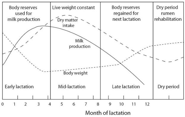 lactation blog_curve