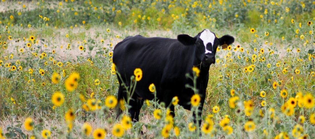 Black cattle on bed of yellow petaled flowers 1175048 banner