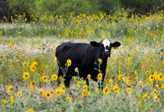 Black cattle on bed of yellow petaled flowers 1175048 listing