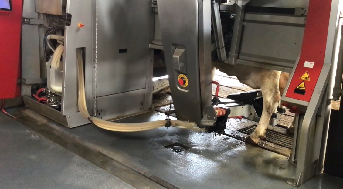 Robotic Milker