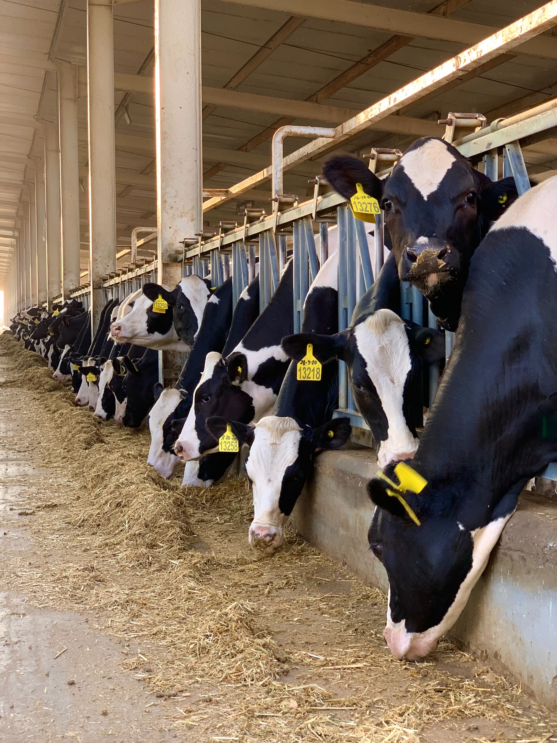 Dairy cows eating ration in cow shed