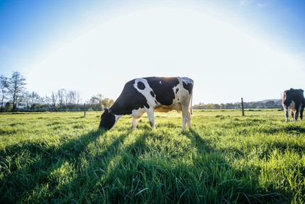 Heat stress dairy cow in the field