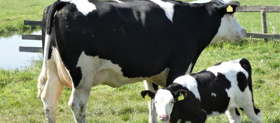 Calf gae4f30742 1920 banner
