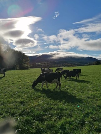 2022dairyfarmingstories_walk
