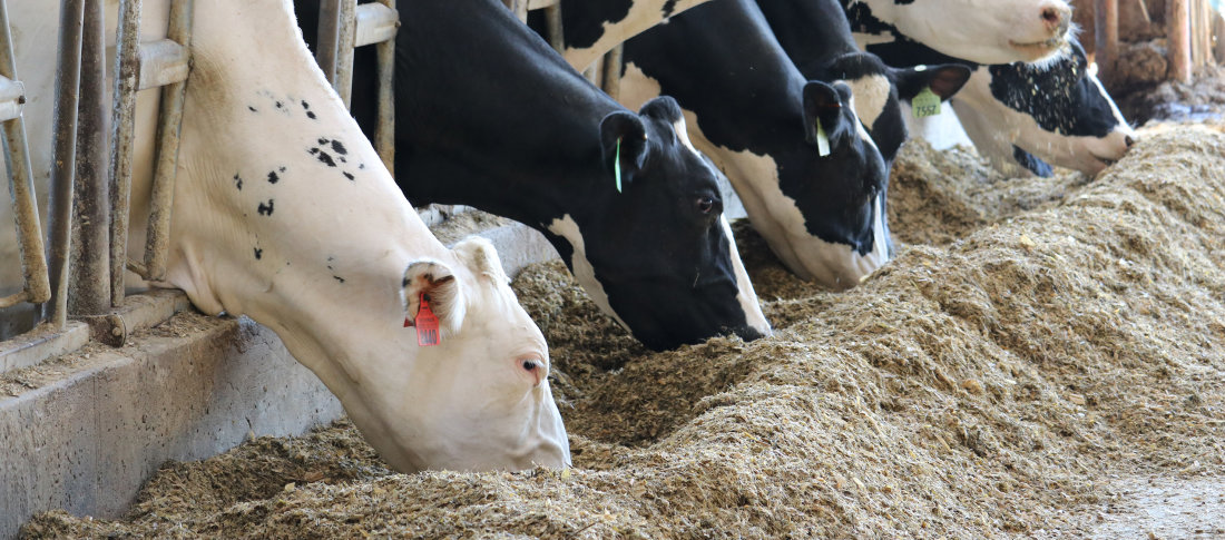 Volac dairy cows eating  300 banner