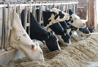 Volac dairy cows eating  300 listing
