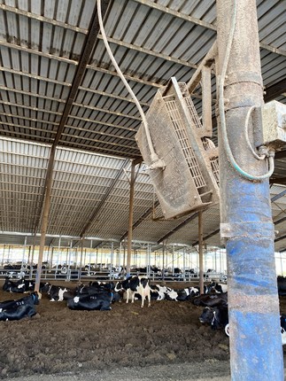 Dairying in Israel 2