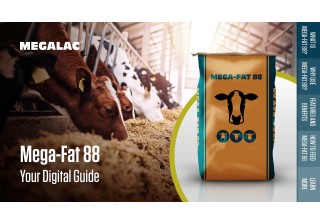 Mega-Fat 88 Digital Guide Thumbnail