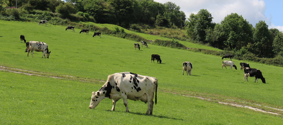 Cows grazing volac  300 banner