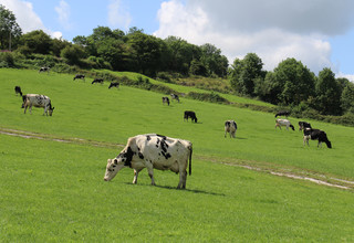 Cows grazing volac  300 listing