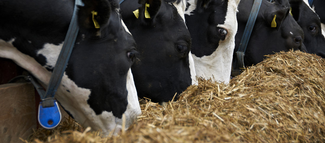 Fat supplementation in dairy rations volac wilmar feed ingredients  300 banner