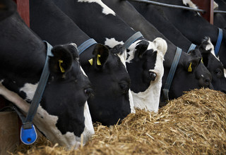 Fat supplementation in dairy rations volac wilmar feed ingredients  300 listing