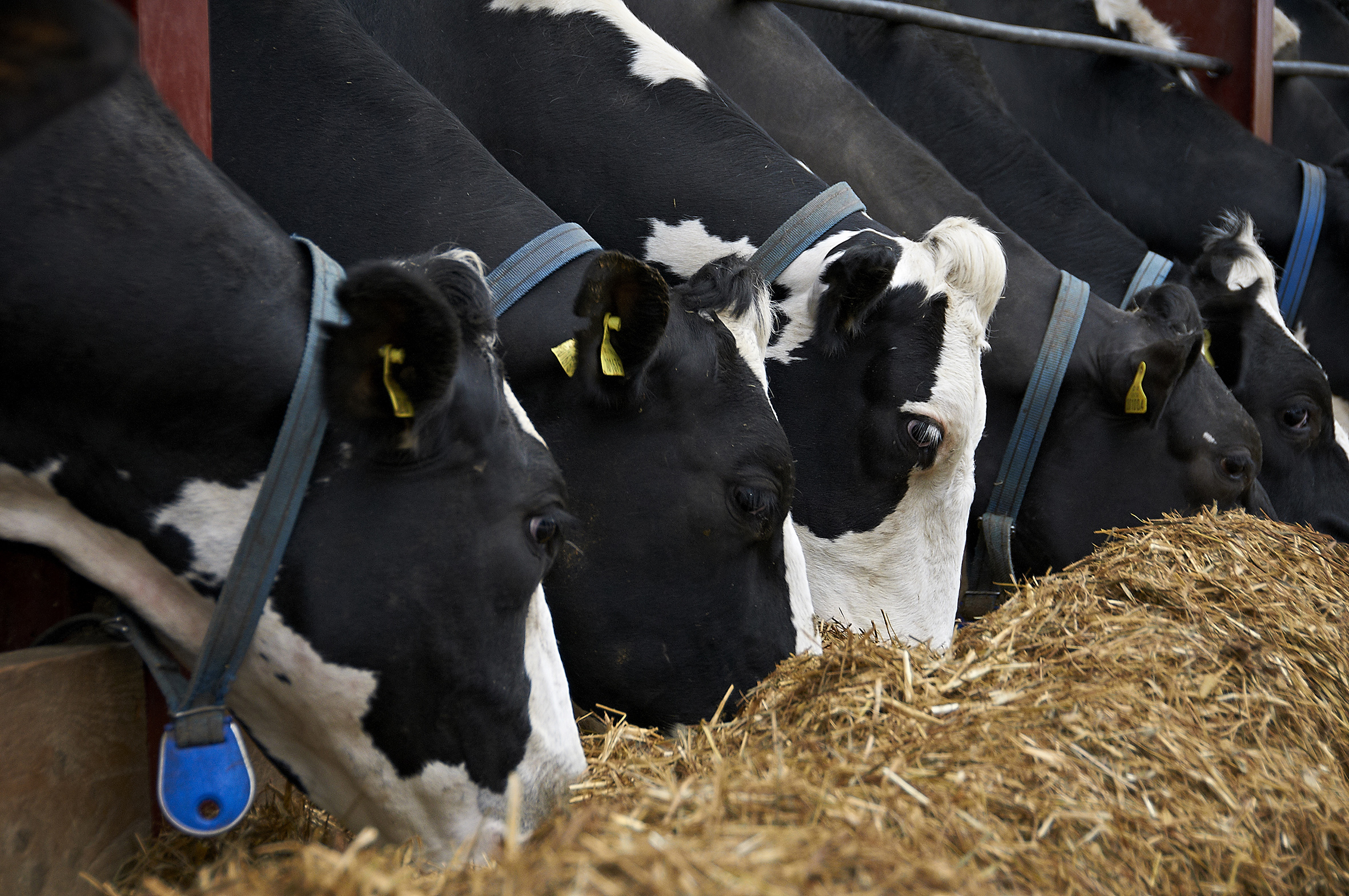 Fat supplementation in dairy rations Volac Wilmar Feed Ingredients @300